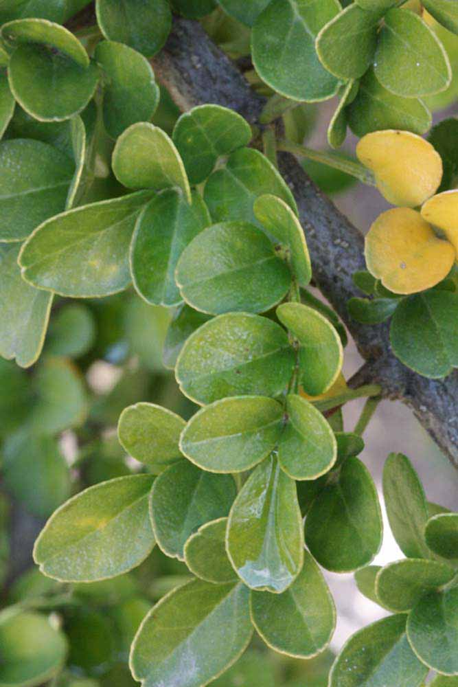            Shade leaves (Riverside, CA)   